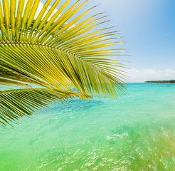 Fototapeta premium Palm tree and turquoise water in Sainte Anne shore
