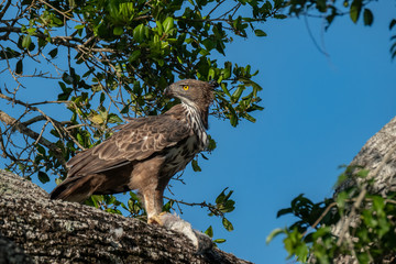 Crested Serpent Eagle (Spilornis cheela) Eating a Black Headed Ibis, Yala National Park, Sri Lanka