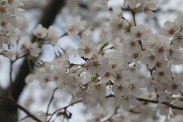 DC Cherry Blossom 6
