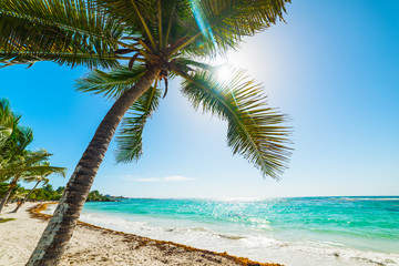 Fototapeta na wymiar Palm trees in Raisins Clairs beach in Guadeloupe