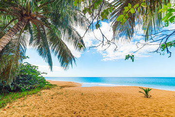 Fototapeta na wymiar Golden sand and palm trees in La Perle beach in Guadeloupe