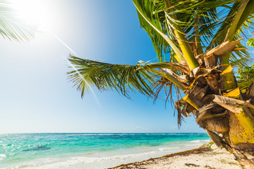 Coconut palm tree in Guadeloupe