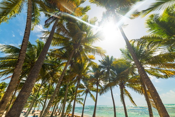 Sun shining over Bois Jolan beach in Guadeloupe