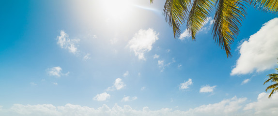 Palm trees and blue sky in Guadeloupe