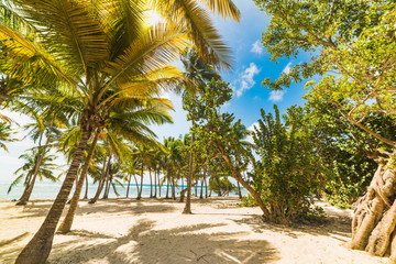 Palm trees in Bois Jolan beach in Guadeloupe