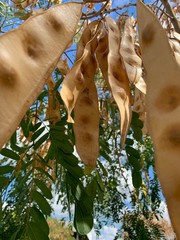 Gaona seca del árbol de acacia 
