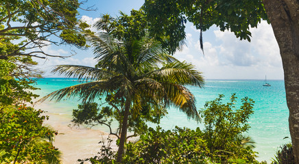 Green trees by the shore in La Datcha beach in Guadeloupe