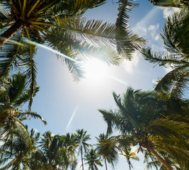 Sun shining over palm trees in Guadeloupe