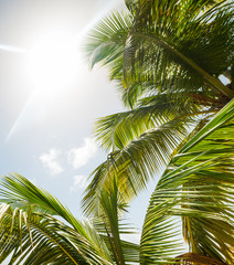 Obraz premium Palm trees and shining sun in the Caribbean