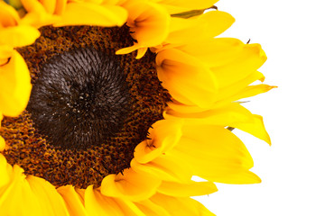 Brilliantly Yellow Sunflower on a White Background