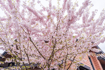 Modern apartment, townhouse buildings in North Vancouver, British Columbia, Canada.