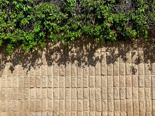 Fondo y textura de una pared de blocks rústico y enredaderas colgantes 