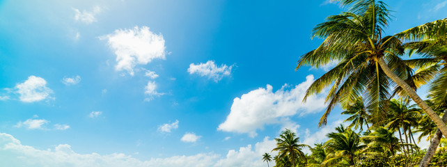 Fototapeta na wymiar Palm trees in La Caravelle beach in Guadeloupe