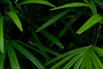 Wet green leaves with dark and dark views for nature background.