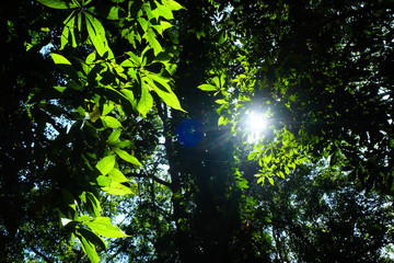 Fototapeta na wymiar Green tree leaf wild forest with sun light background