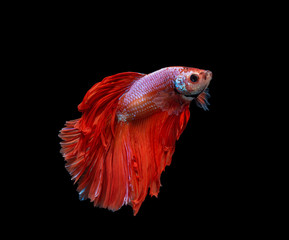 Moving moment of Red and white half moon siamese fighting fish, betta fish isolated on black background.