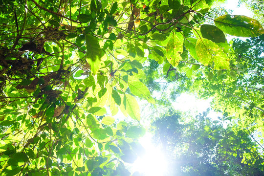 Green tree leaf wild forest with sun light background