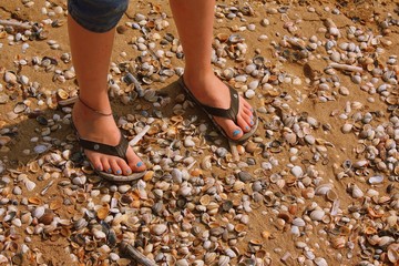Shells on the beach at Scheveningen