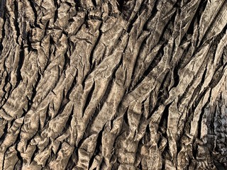 Fondo y textura del tronco de una palmera tipo despeinada 
