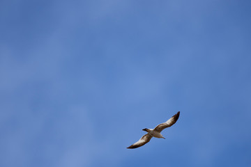 Southwest