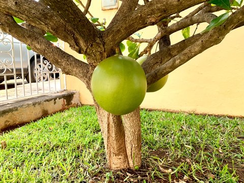 Planta de j&iacute;cara con sus frutos