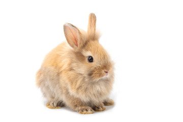 Brown adorable baby rabbit on white background.