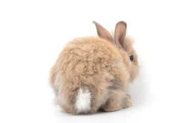 Brown adorable baby rabbit on white background.