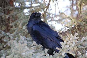 Fototapeta premium Raven In The Tree, Jasper National Park, Alberta