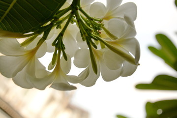 Flower Plumeria with green leaves on blurred background. White flowers with yellow at center