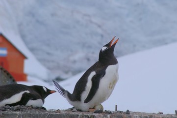 Penguin on egg in Antarctica
