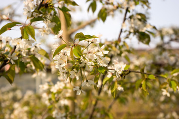 Cherry blossom, spring, southern Slovenia, public park