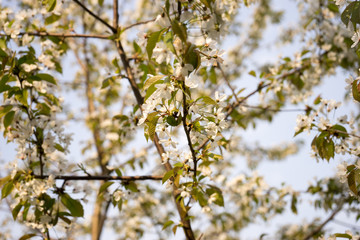 Cherry blossom, spring, southern Slovenia, public park
