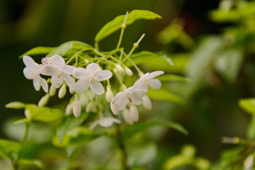 Closeup image of mok flower with tree