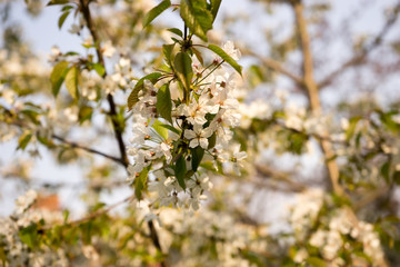 Cherry blossom, spring, southern Slovenia, public park