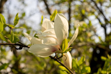 Magnolia in bloom, spring, southern Slovenia, public park