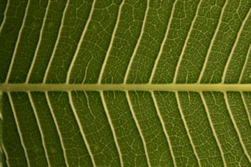 Green leaves. Green leaves background texture. Creative layout made of green leaves.
