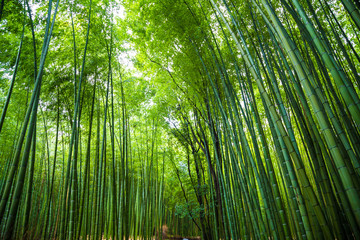 Obraz na płótnie Canvas Arashiyama city of bamboo forest travel with pathway