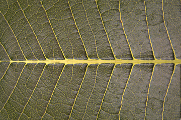 Green leaves. Green leaves background texture. Creative layout made of green leaves.