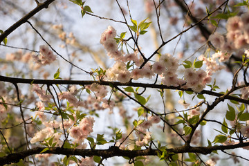 Cherry blossom, spring, southern Slovenia, public park