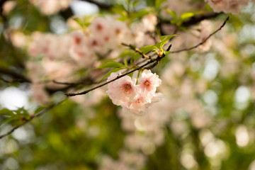 Cherry blossom, spring, southern Slovenia, public park