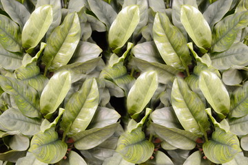 Green leaves. Green leaves background texture. Creative layout made of green leaves.