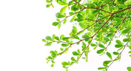 Green Leaves isolated on white background concept ,clipping paths