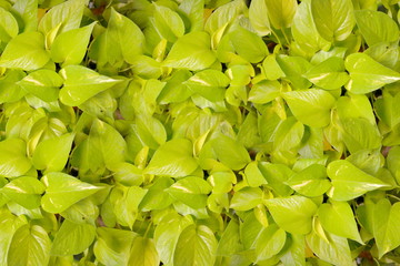 Green leaves. Green leaves background texture. Creative layout made of green leaves.