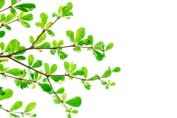 Obraz premium Green Leaves isolated on white background concept ,clipping paths