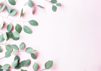 Fototapeta na wymiar green eucalyptus leaves , branches, herbs, plants frame border on pale pink background top view. copy space. flat lay