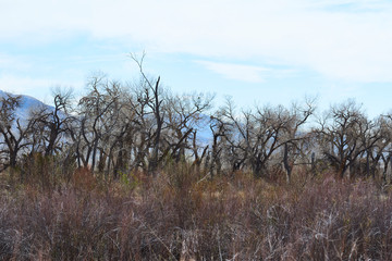Southwest Rio Grand River Albuquerque