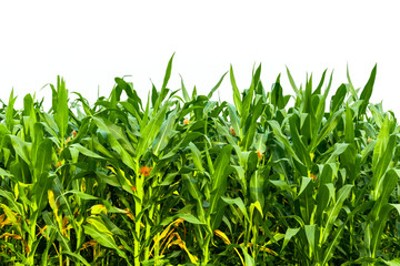 Fototapeta premium Corn garden isolated on white background