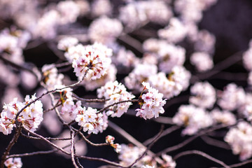 日本　花見　さくら　吹雪　リラックス　綺麗　美しい　花びら　春