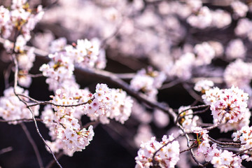 日本　花見　さくら　吹雪　リラックス　綺麗　美しい　花びら　春