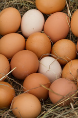Huevos frescos en paja amontonados